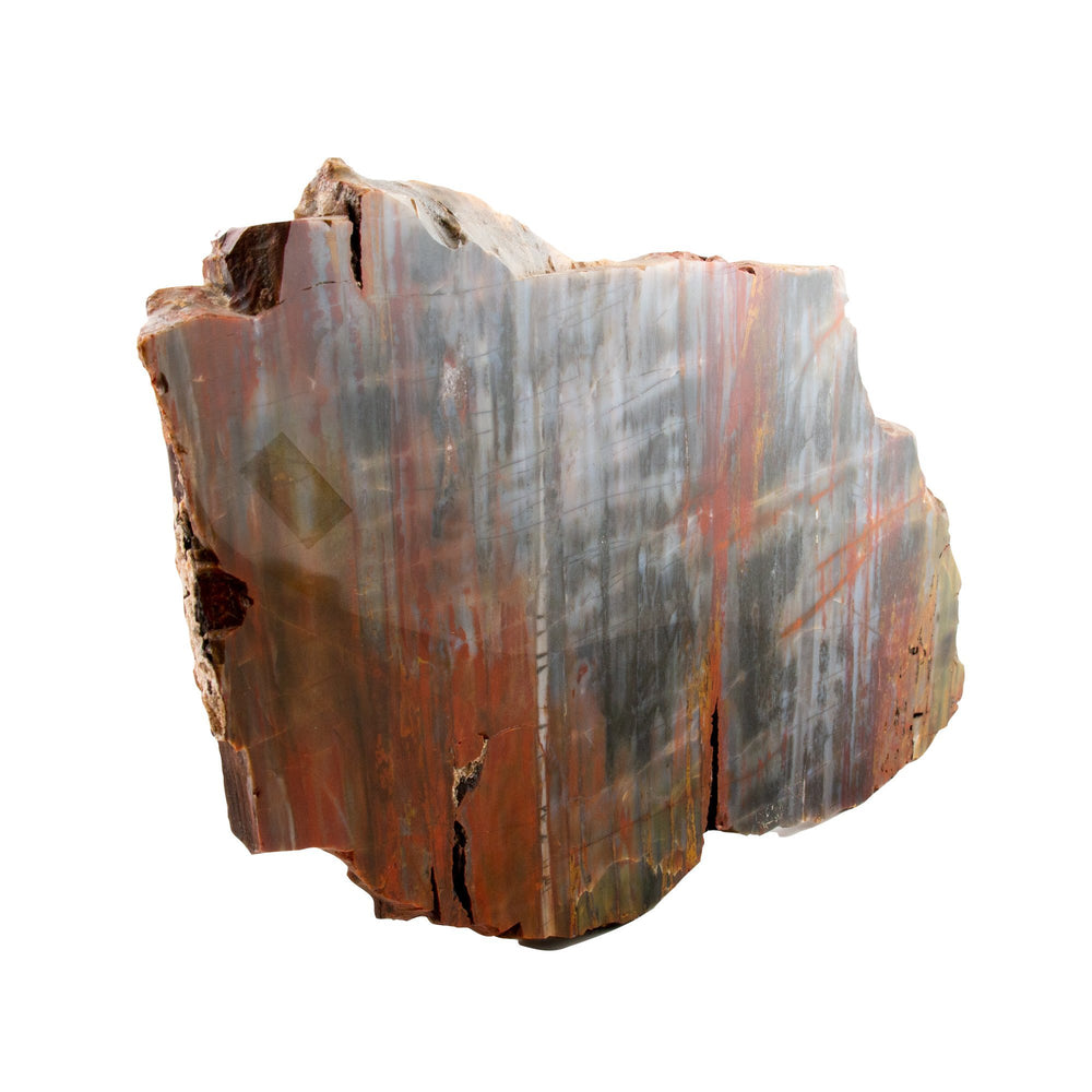 
                      
                        Impressive Petrified Wood Specimen - Kingdom Jewelry
                      
                    