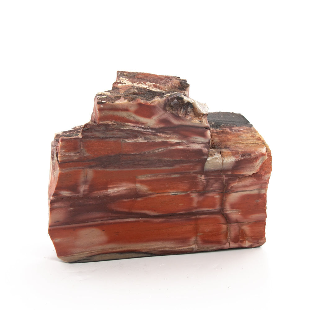 Petrified Brownstone Wood Specimen - Kingdom Jewelry