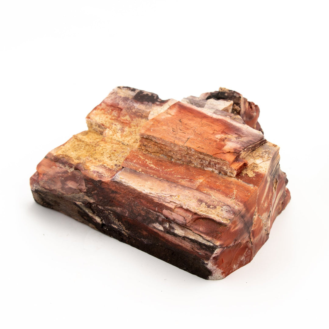 Petrified Brownstone Wood Specimen - Kingdom Jewelry