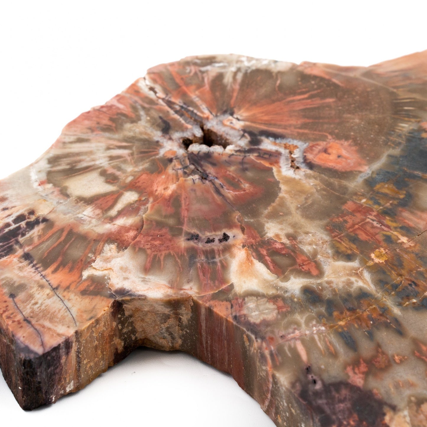 Slab Petrified Wood Specimen - Kingdom Jewelry