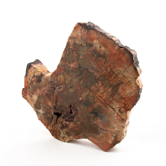 Slab Petrified Wood Specimen - Kingdom Jewelry
